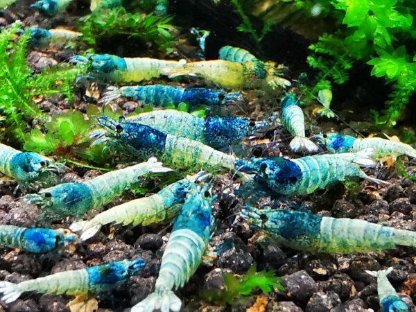 BLUE BOLT - 1.0 CM - obrazek 3